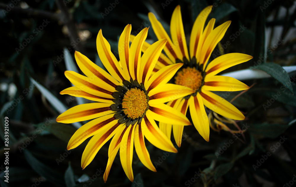 Yellow flowers photo with shallow depth of field Color toned image. Selective focus. Yellow flowers photo with shallow depth of field Color toned image. Selective focus.