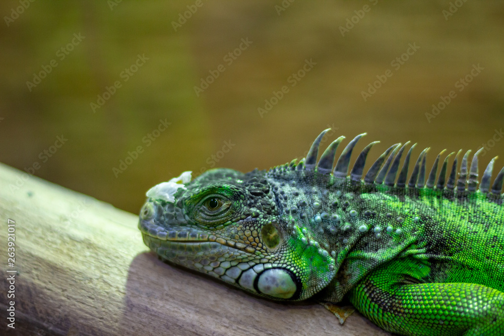 Obraz premium A bright large green iguana lizard with a sharp crest rests lying on a tree. Chameleon iguana resting on a wooden log.