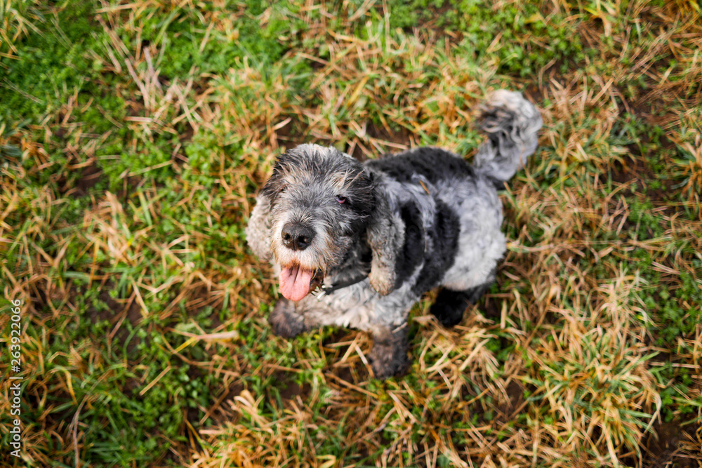 Fototapeta premium Dog sitting in the grass