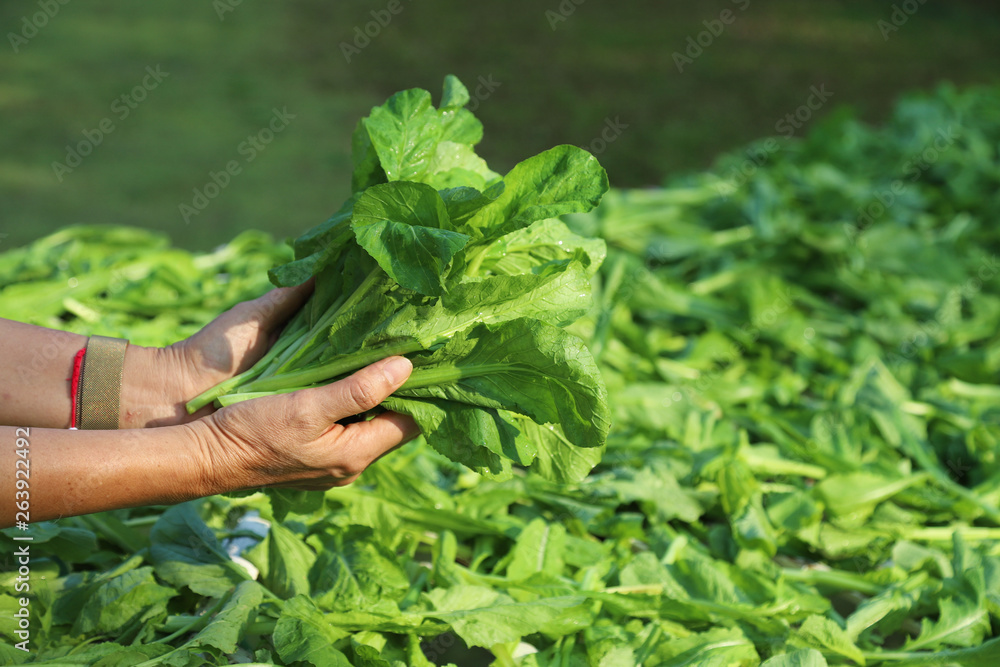 Closeup of Asian woman's hands showing green vegetable with garden background under bright sunlight. Preparing for healthy family food. Closeup of Asian woman's hands showing green vegetable with garden background under bright sunlight. Preparing for healthy family food.