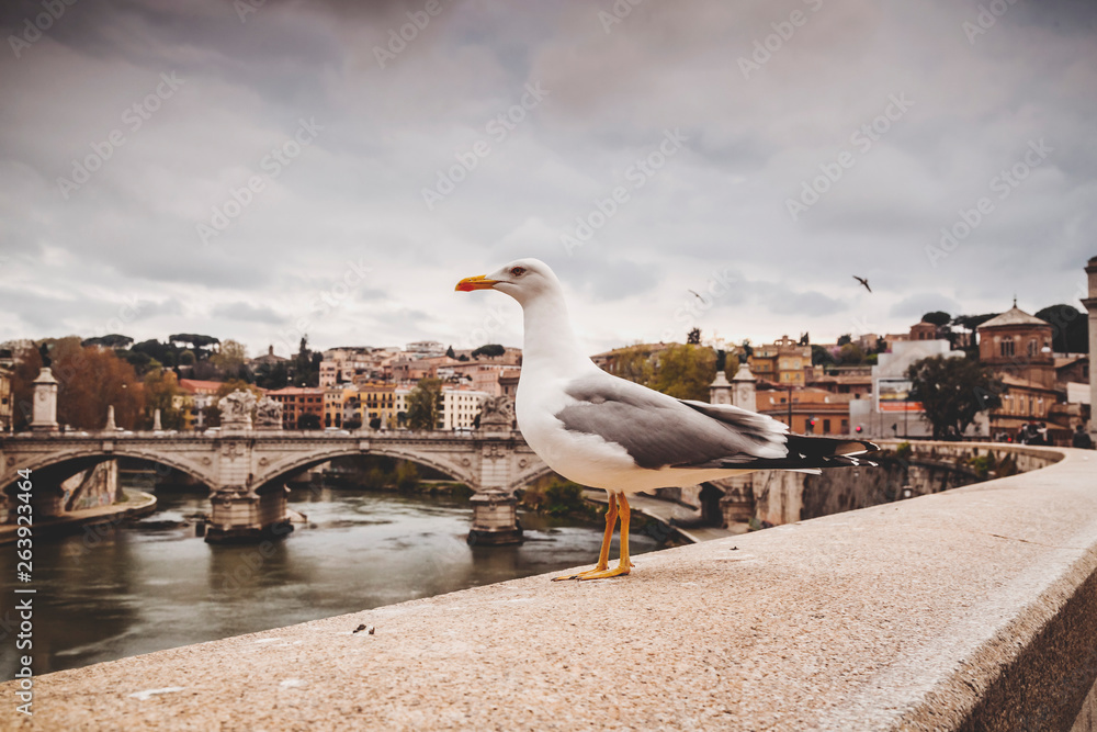 Seagull standing on the riverbank of Tiber, Rome, Italy Seagull standing on the riverbank of Tiber, Rome, Italy