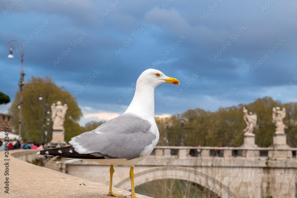 Fototapeta premium Seagull standing on the riverbank of Tiber, Rome, Italy