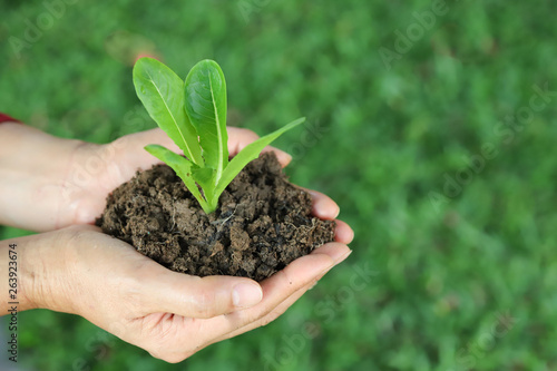 Closeup of cos vegetable sprout and soil in woman's hands with green garden background. Symbol of global friendly practice. 