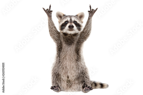 Funny raccoon showing a rock gesture isolated on white background