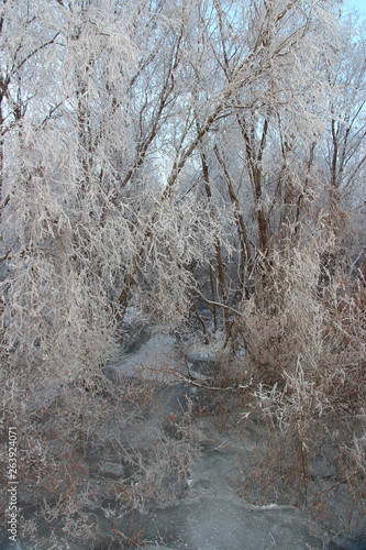 trees in winter