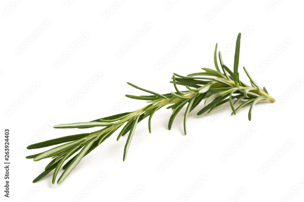 Fototapeta premium Rosemary