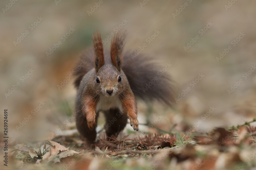 beautiful running squirrel with long pointed ears in autumn scene . Wildlife in November forest. Sciurus vulgaris beautiful running squirrel with long pointed ears in autumn scene . Wildlife in November forest. Sciurus vulgaris