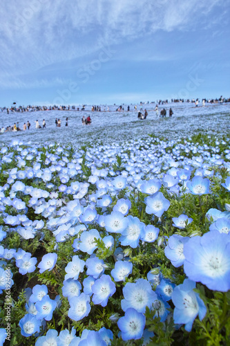 国営ひたち海浜公園のネモフィラ