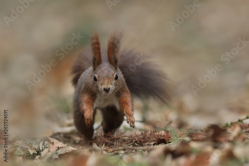 beautiful running squirrel with long pointed ears in autumn scene . Wildlife in November forest. Sciurus vulgaris