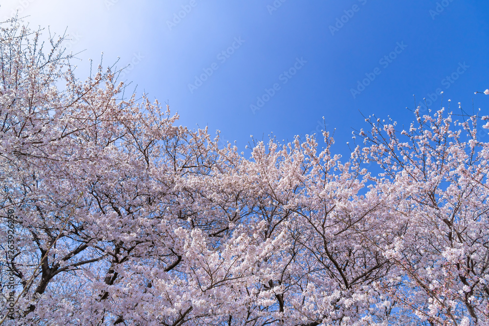 埼玉県幸手市　権現堂の桜　桜吹雪