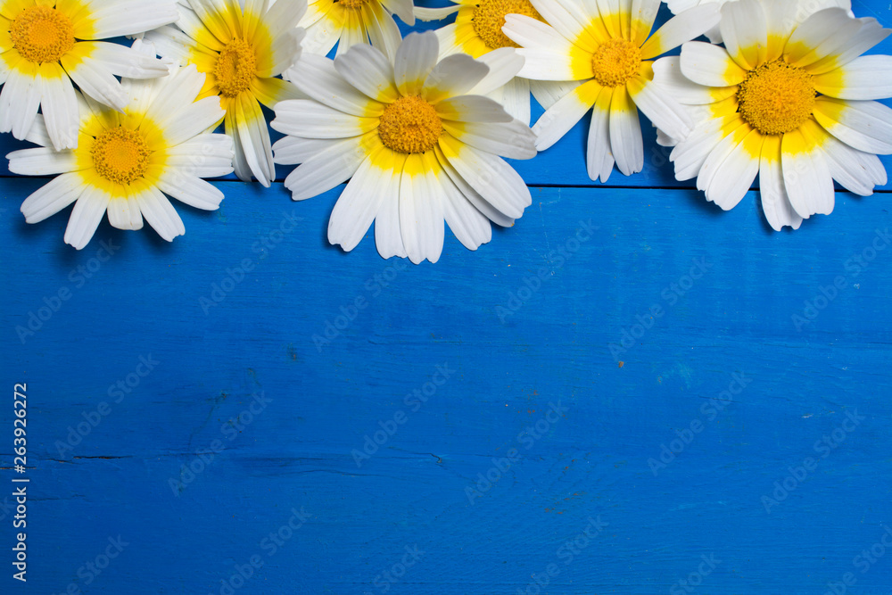 Obraz premium Daisy flowers on wood. 
