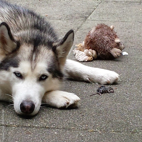 Mouse is broken, now I'm bored...