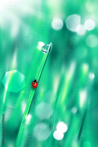 Red ladybug on the green and blue tender grass with drops. Summer spring fresh background. Free space. Artistic image. © delbars
