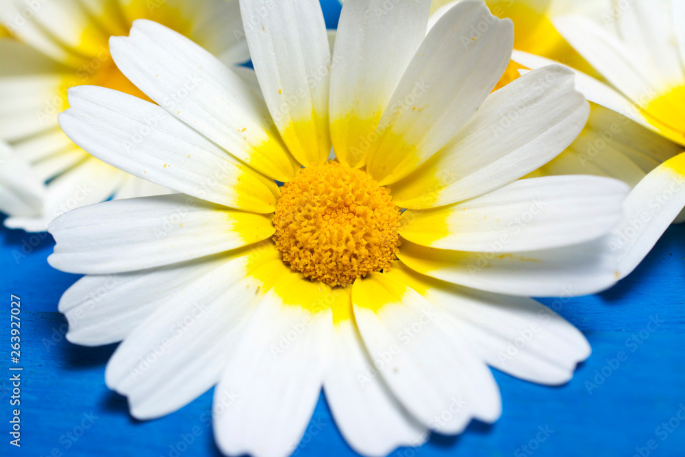 Fototapeta premium Daisy flowers on wood. 