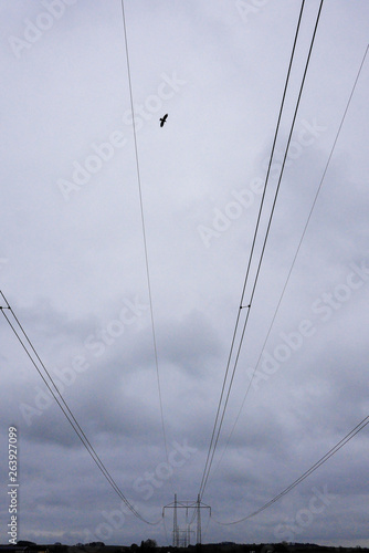 Bird on a lift from a wire