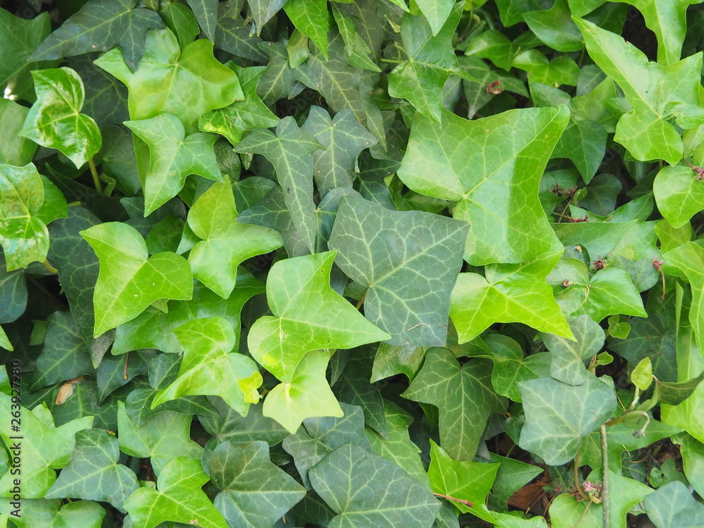 Fototapeta premium Beautiful green leaves