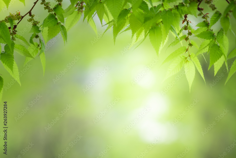 Close up beautiful view of nature little maple green leaves on blurred greenery tree background with sunlight in public garden park. It is landscape ecology and copy space for wallpaper and backdrop. Close up beautiful view of nature little maple green leaves on blurred greenery tree background with sunlight in public garden park. It is landscape ecology and copy space for wallpaper and backdrop.