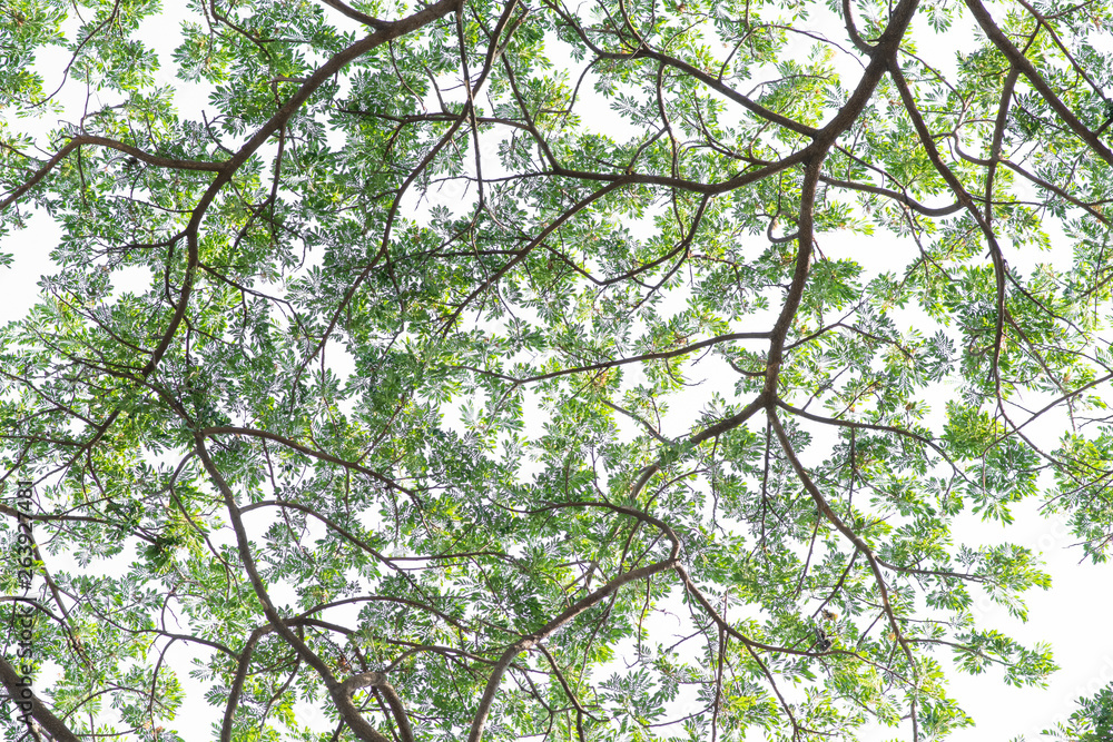 Fototapeta premium Green leaves on tree with white background.