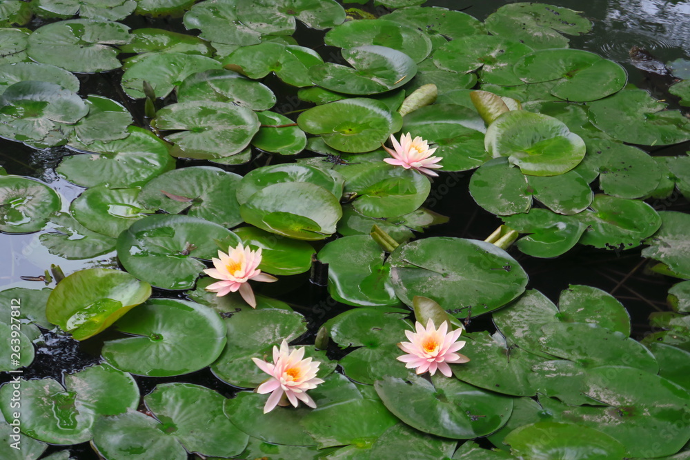 Bassin avec nénuphars et lotus Bassin avec nénuphars et lotus