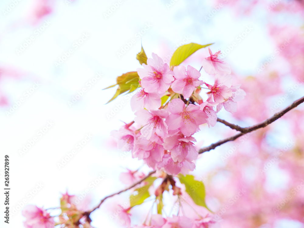 Close up of cherry blossoms 