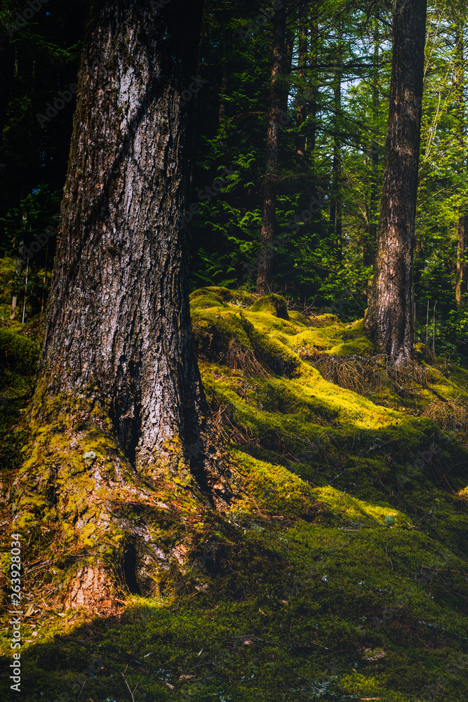 Obraz premium Thick Moss Growing on the Forest Floor in Argyll and Bute in Scotland