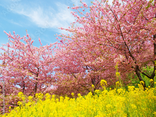 Blue sky and cherry blossoms and rape blossoms 