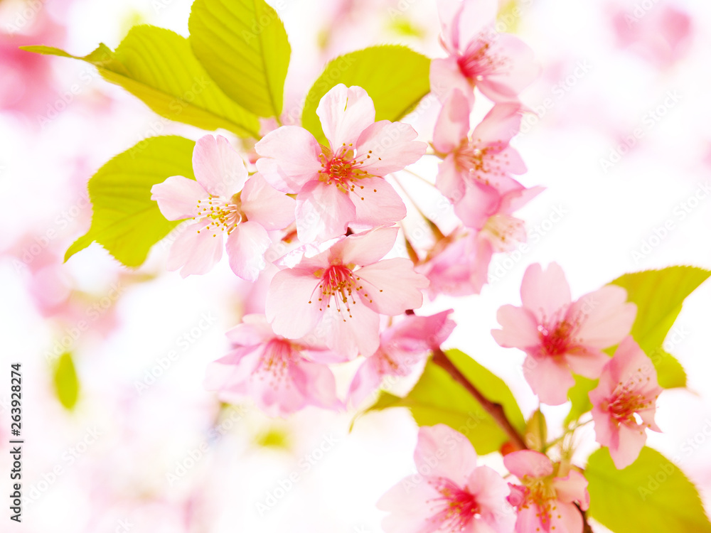 Close up of cherry blossoms 