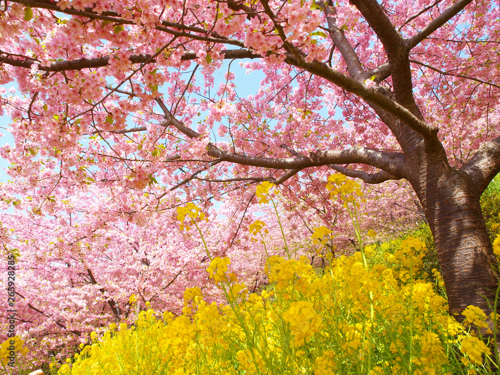 Blue sky and cherry blossoms and rape blossoms Blue sky and cherry blossoms and rape blossoms