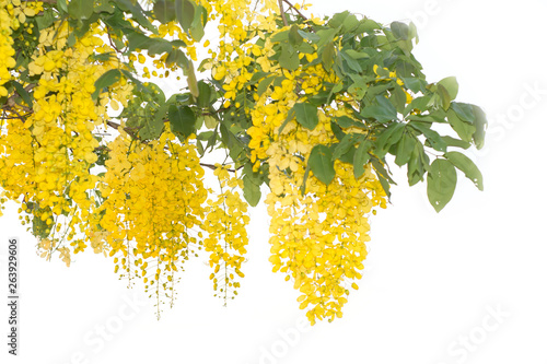 Beautiful of cassia fistula blooming on tree isolated on white bacckground, Thailand national tree.
