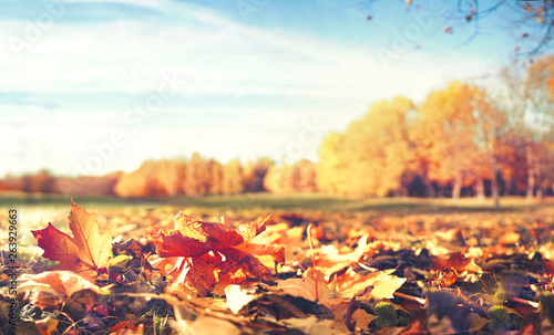 Beautiful bright autumn nature landscape with golden yellow and inforeground orange fallen leaves glows in sun on background of blue sky with white cirrus clouds, copy cpace. photo