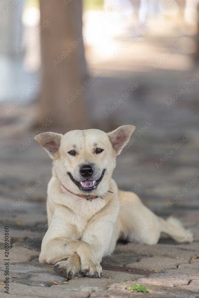 Thai dog sitting cross-legged Thai dog sitting cross-legged