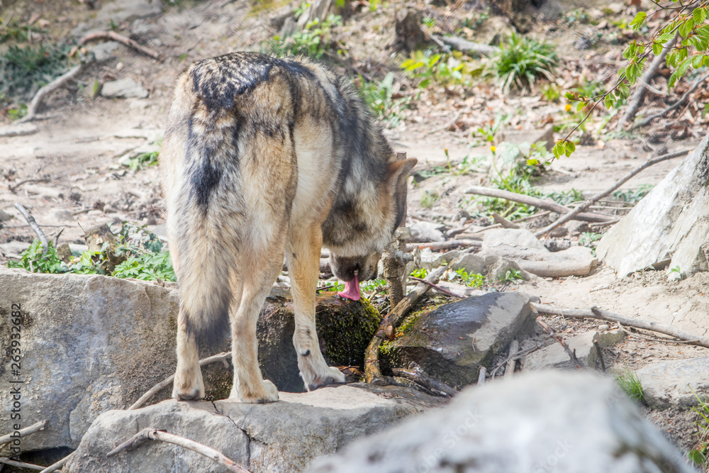 wolf in forest drinking water wolf in forest drinking water