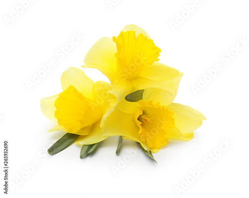 Beautiful daffodils on white background. Fresh spring flowers