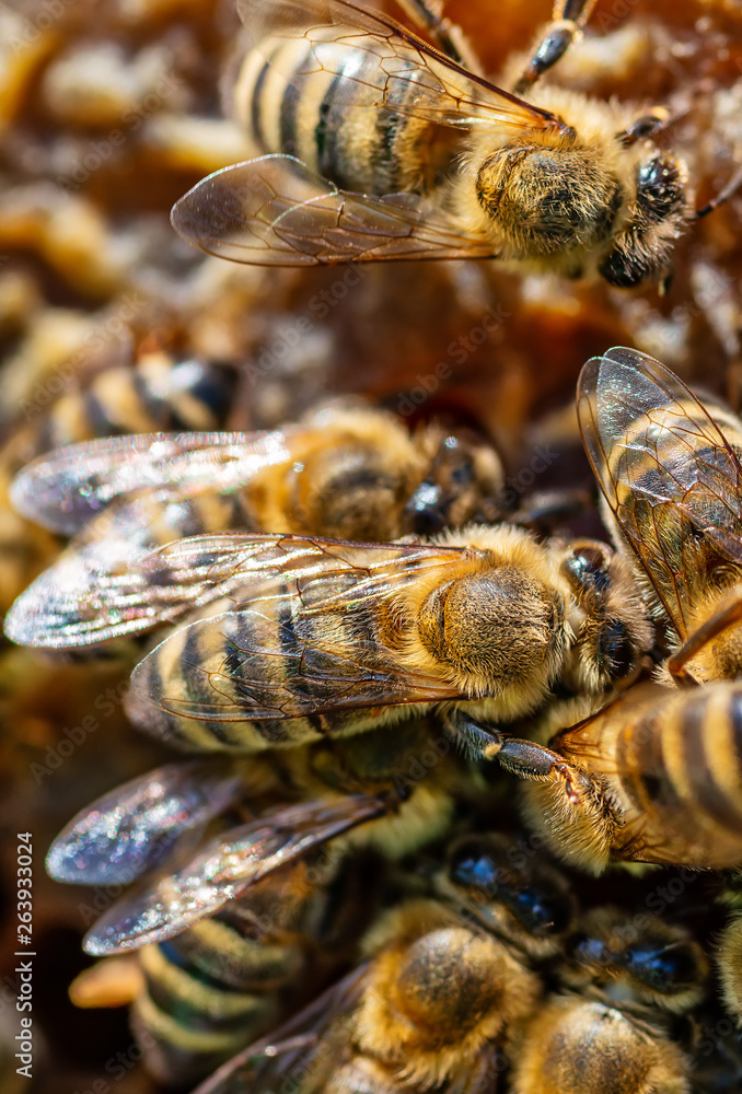 A bunch of bees on a honeycomb A bunch of bees on a honeycomb
