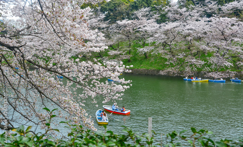 People enjoy cherry blossoms at the park