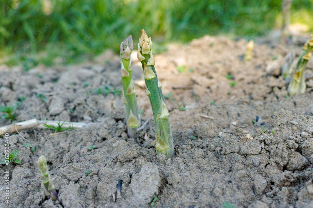 Ripe organic green asparagus growing on farmers field ready to harvest Ripe organic green asparagus growing on farmers field ready to harvest
