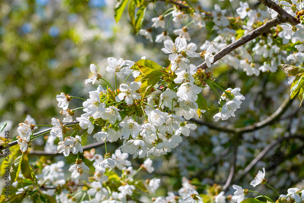 Obraz premium Spring blossom of cherry trees in orchard, fruit region Haspengouw in Belgium