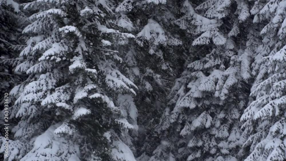 Snowfall in high mountain coniferous pine forest in the winter. slow motion shooting video Snowfall in high mountain coniferous pine forest in the winter. slow motion shooting video