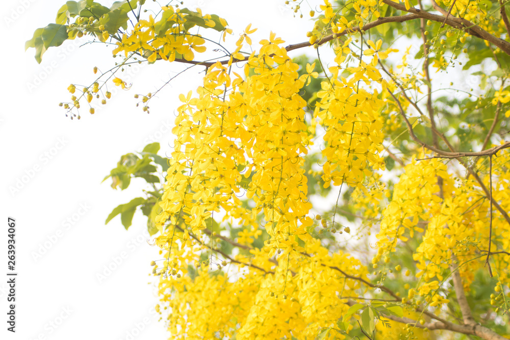 Beautiful of cassia fistula blooming on tree isolated on white background, Thailand national tree.