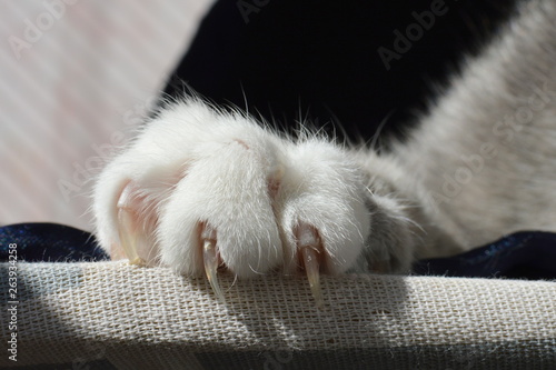 Cat's paw with claws extended