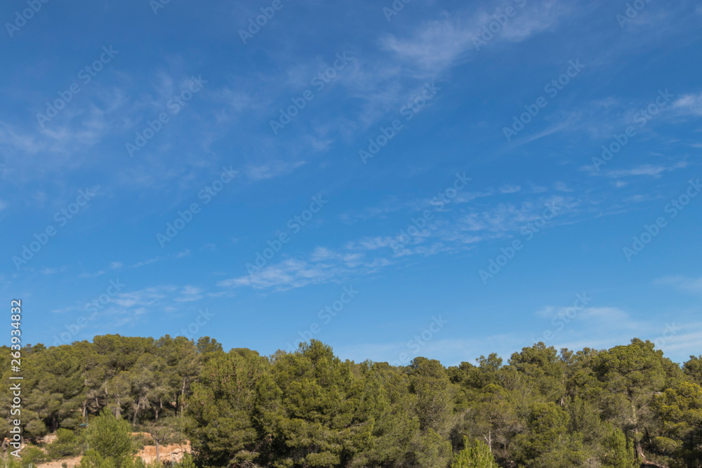 Bosque de pinos sobre cielo azul con nubes