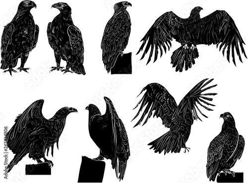 eight eagle silhouettes isolated on white