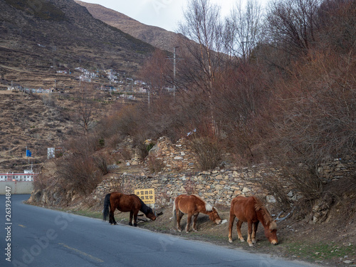 Landscape of Ngawa Tibetan and Qiang Autonomous Prefecture in Sichuan Province, China. photo