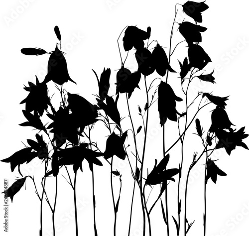 black campanula flowers group on white