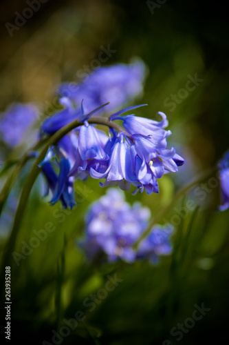 Bluebells in bloom
