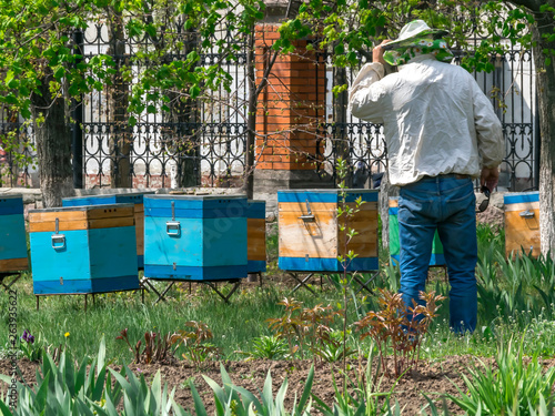 A beekeeper inspecting the wooden bee hives in spring garden.