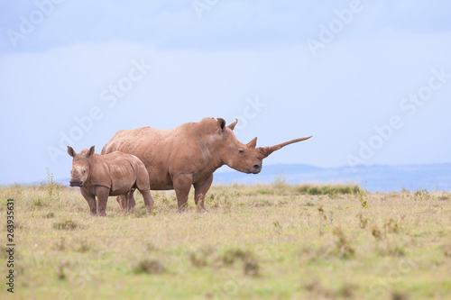 rhino in the field photo