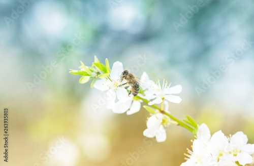 A Honey Bee On A Small Flower On A Meadow In A Park In Berlin Germany As Macro