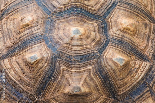 Turtle texture