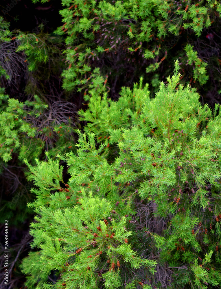 Pine foliage green background wallpaper